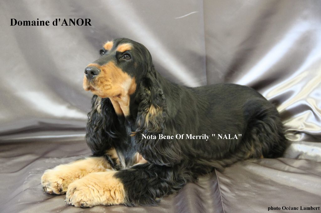 Nota bene dite nala Of merrily