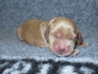 CHIOT