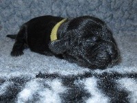 CHIOT