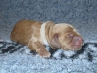 CHIOT