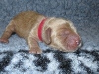 CHIOT